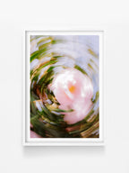 Bright Flower Series - Camellia Japonica Pink print in a white shadowbox frame, North East Victoria