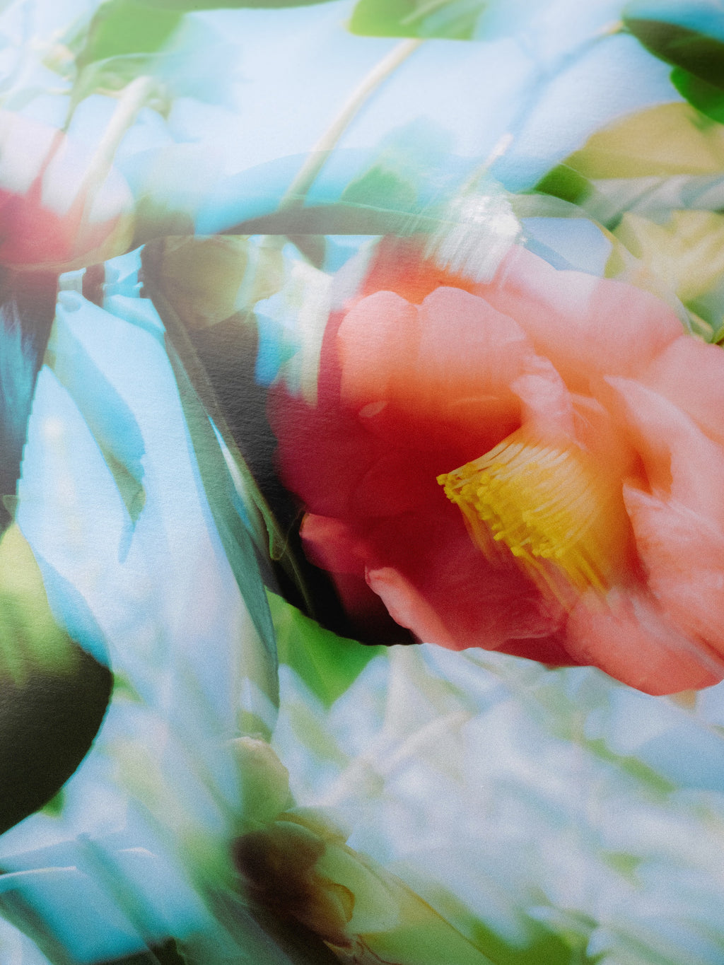 Close-up detail of the Bright Flower Series - Camellia Japonica Red giclée print on archival Smooth Pearl photo paper