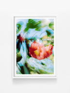 Bright Flower Series - Camellia Japonica Red print in a white shadowbox frame, North East Victoria