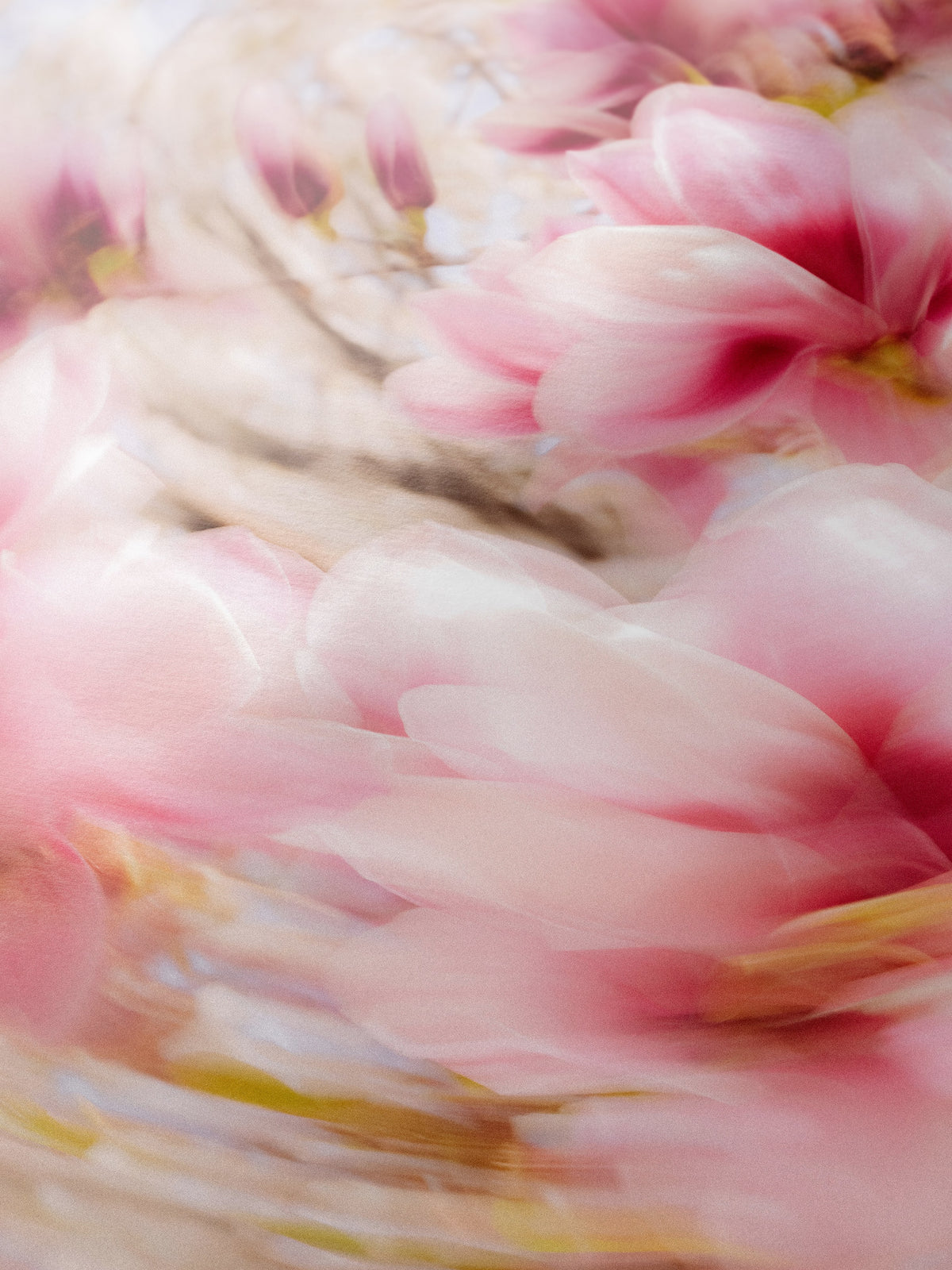 Close-up detail of the Bright Flower Series - Magnolia × Soulangeana in White, Pink and Red giclée print on archival Smooth Pearl photo paper