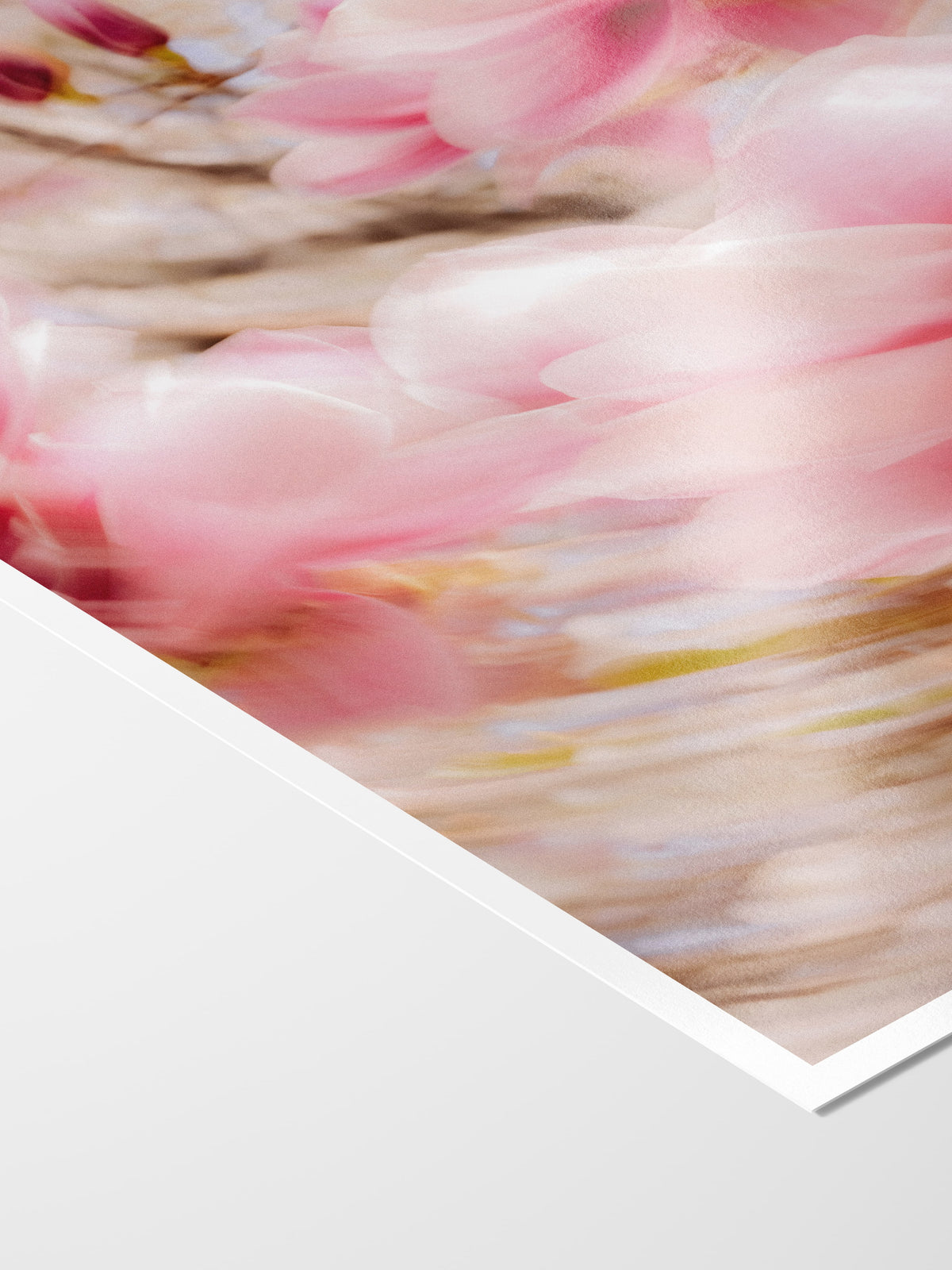 Corner of the Bright Flower Series - Magnolia × Soulangeana in White, Pink and Red print showing archival Smooth Pearl photo paper and white border
