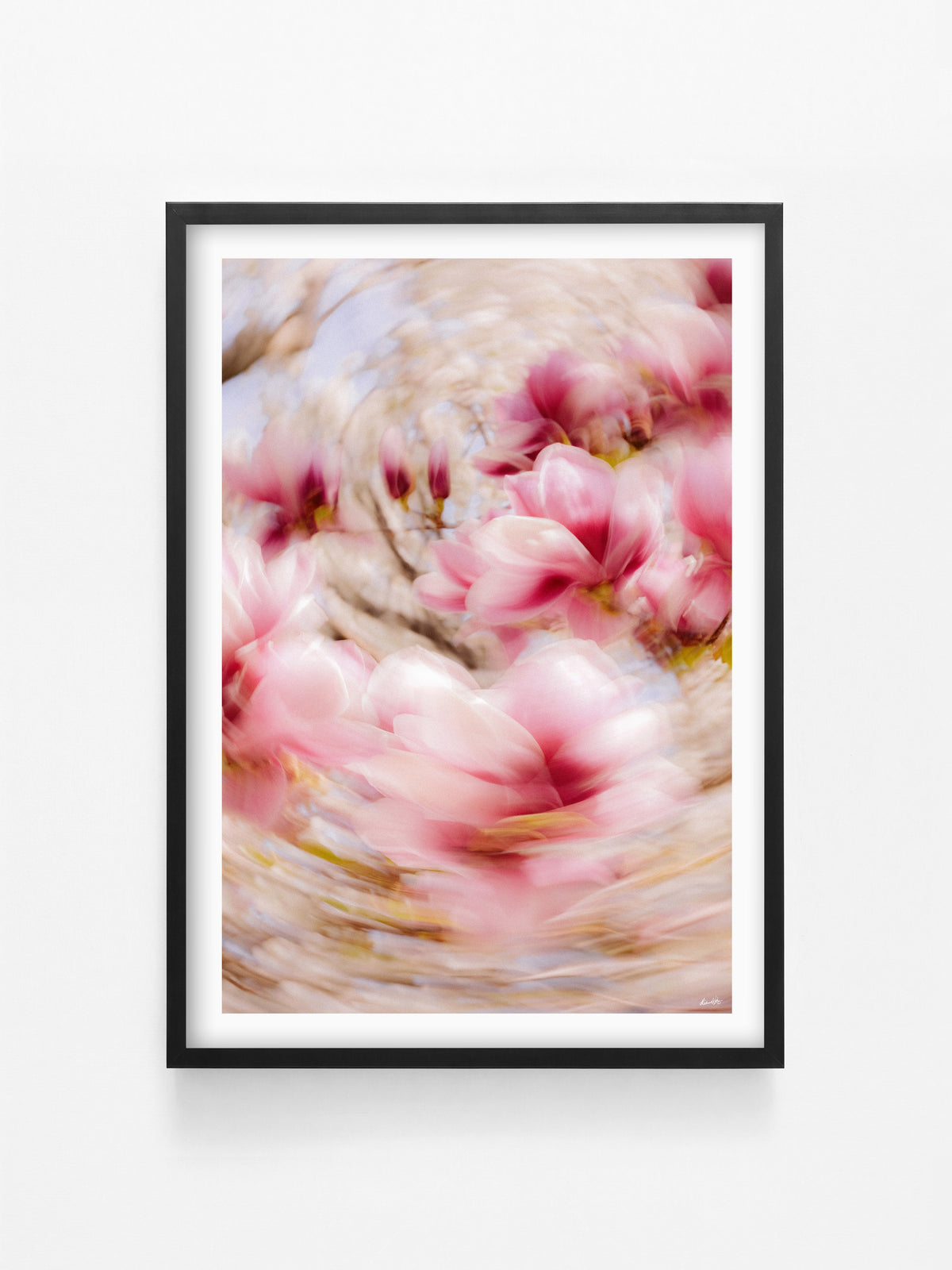 Bright Flower Series - Magnolia × Soulangeana in White, Pink and Red print in a black shadowbox frame