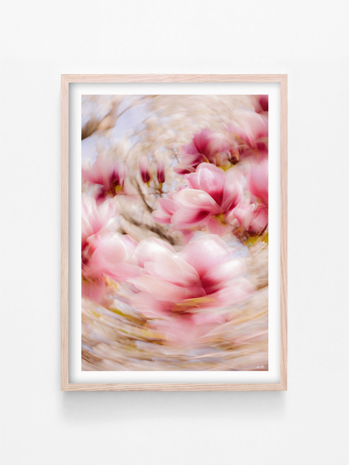 Bright Flower Series - Magnolia × Soulangeana in White, Pink and Red print in a natural oak shadowbox frame