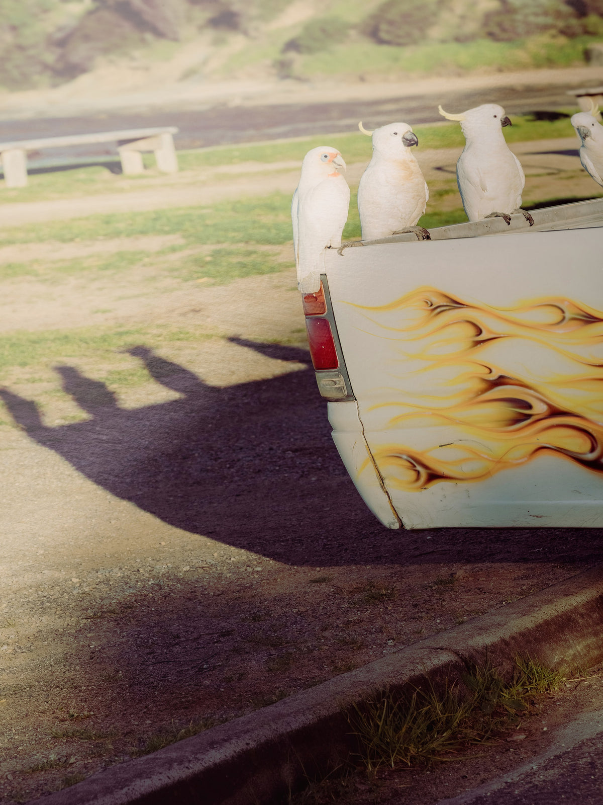 Close-up detail of the Lorne Cockatoos, Corellas and Cars giclée print on archival Smooth Pearl photo paper