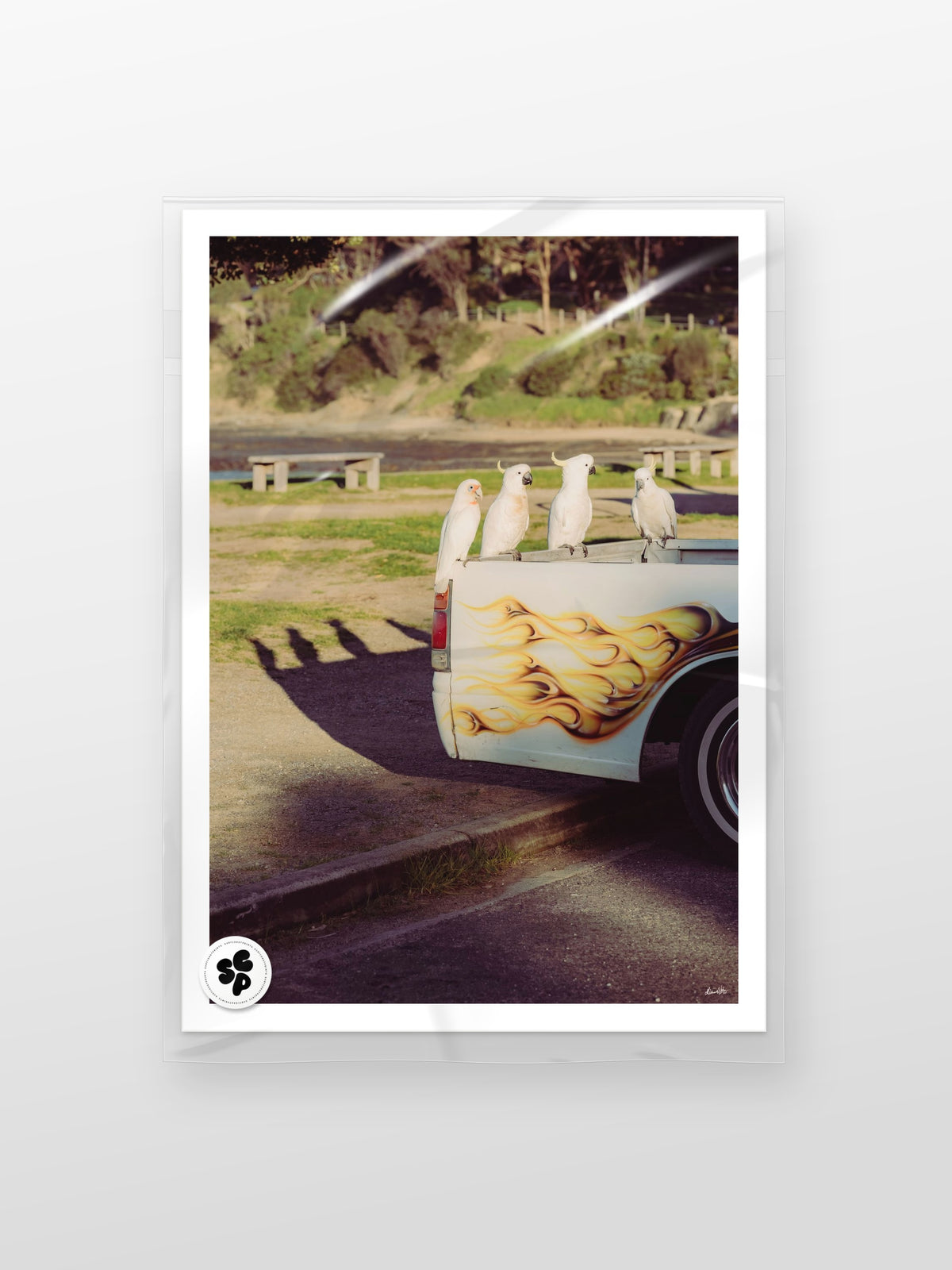 Lorne Cockatoos, Corellas and Cars print in a protective sleeve