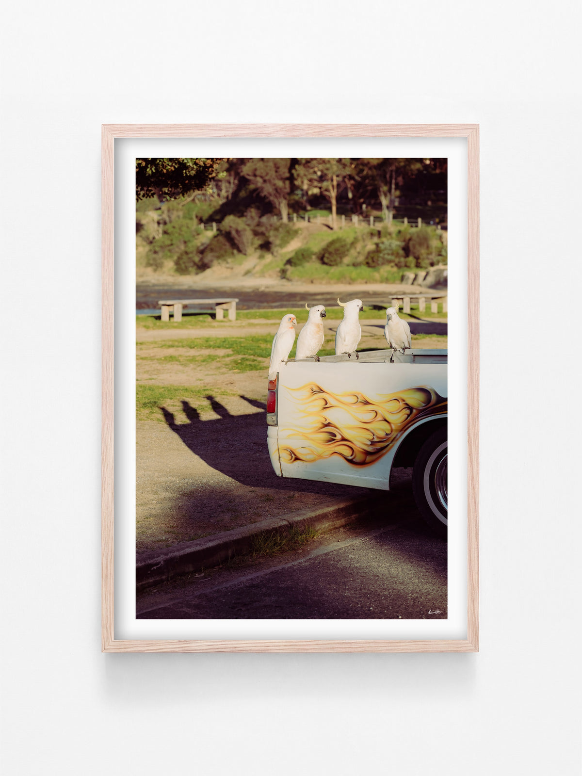 Lorne Cockatoos, Corellas and Cars print in a natural oak shadowbox frame