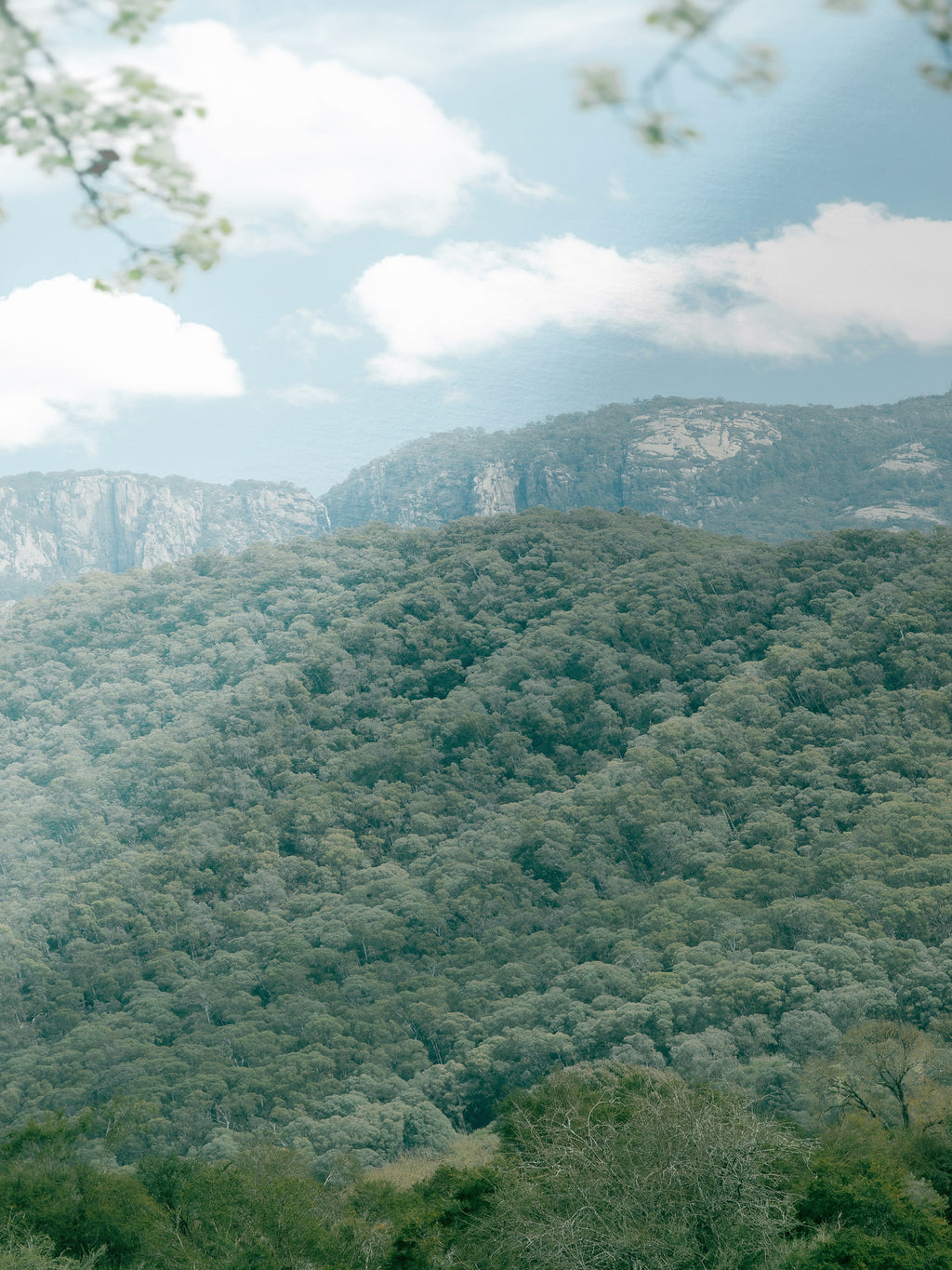 Close-up detail of the Mount Buffalo in Spring Midday Sun giclée print on archival Smooth Pearl photo paper