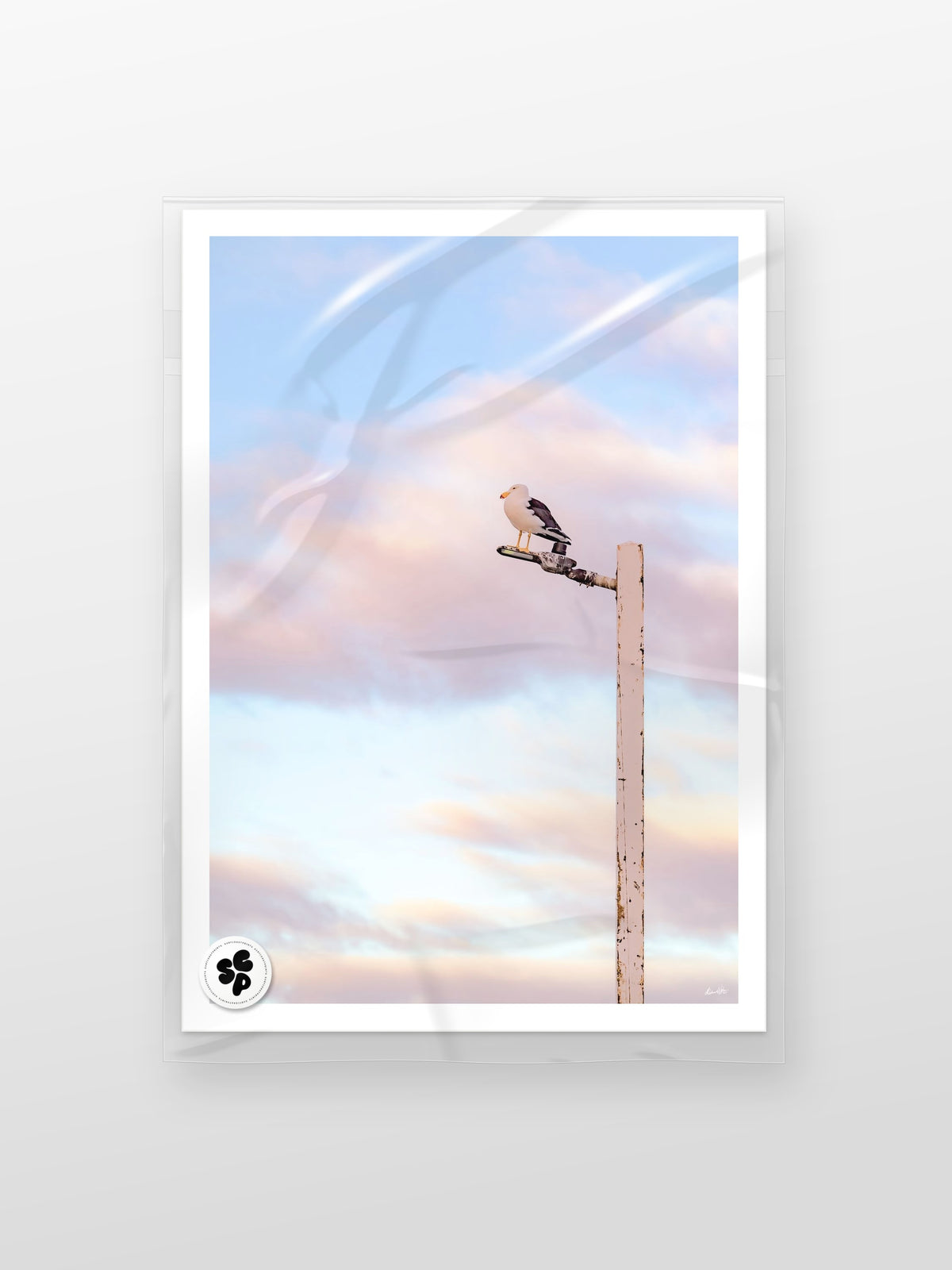 Pacific Gull on Point Lonsdale Pier print in a protective sleeve