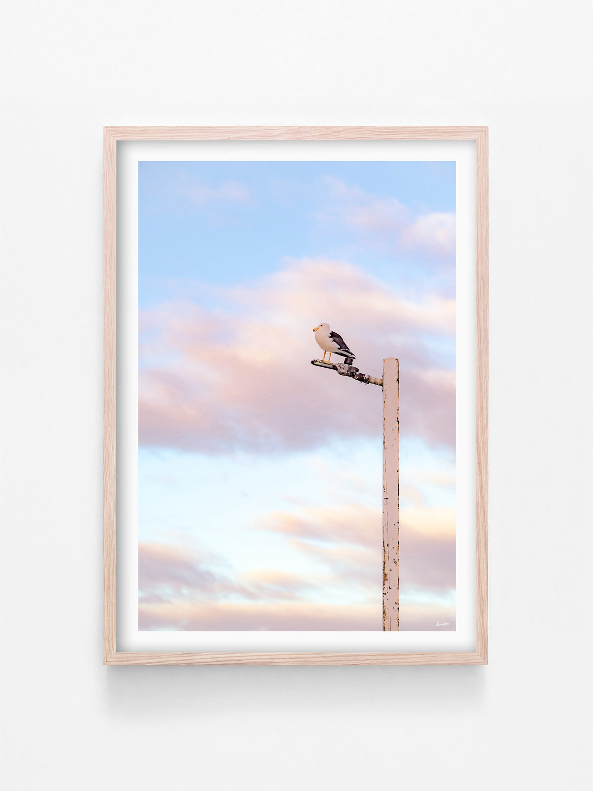 Pacific Gull on Point Lonsdale Pier print in a natural oak shadowbox frame