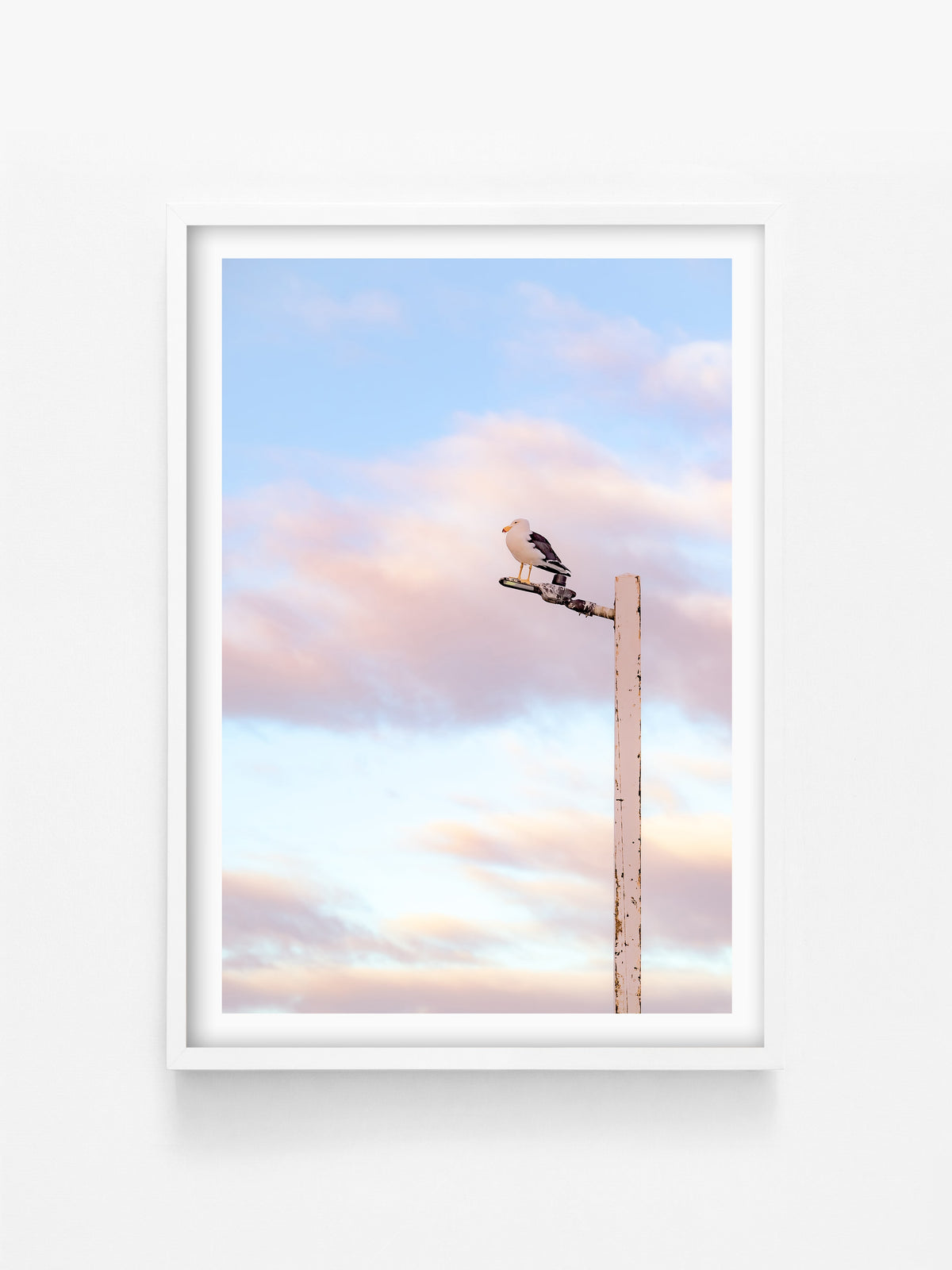 Pacific Gull on Point Lonsdale Pier print in a white shadowbox frame, Bellarine Peninsula