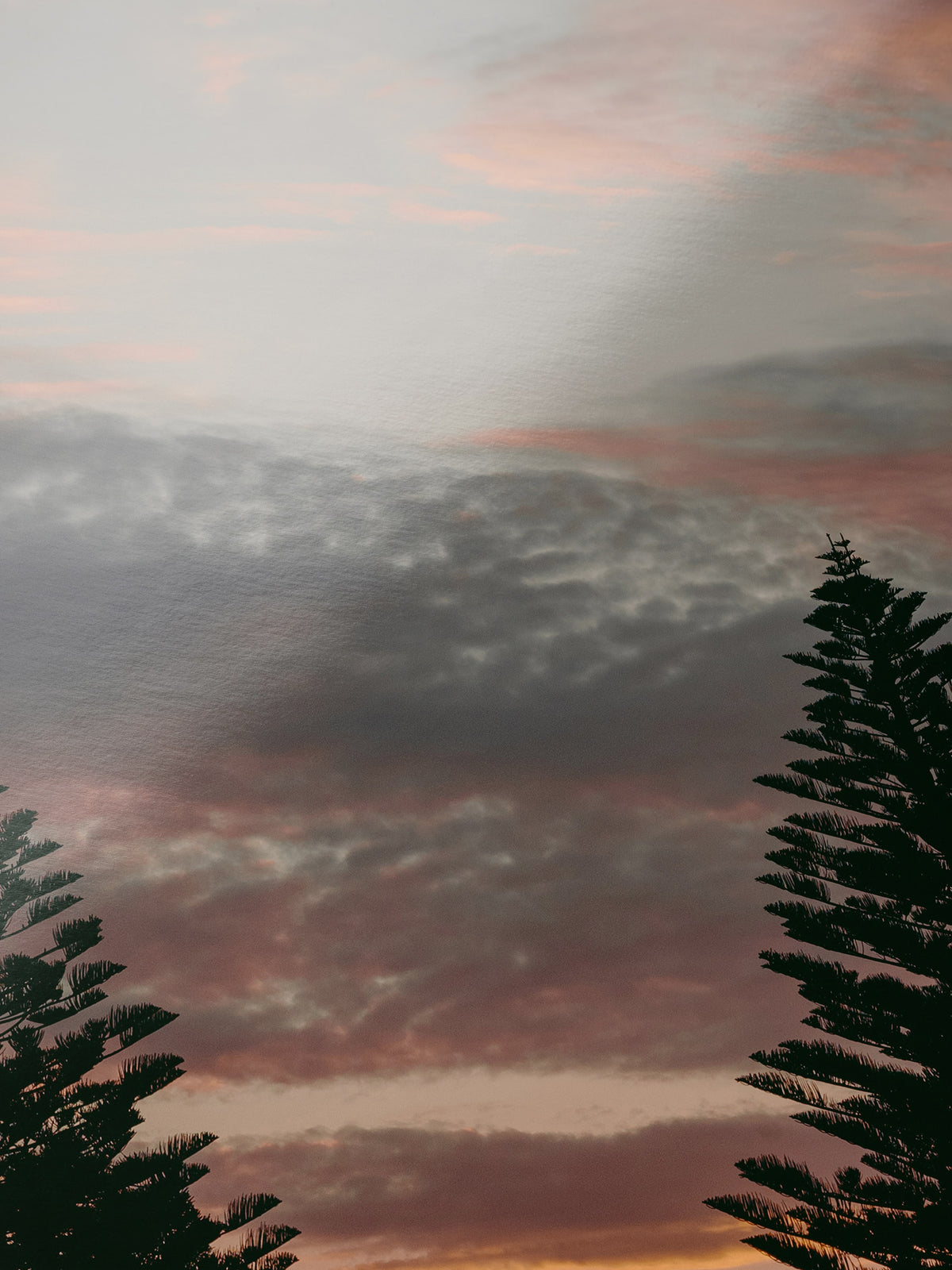 Close-up detail of the Princess Park Queenscliff Trees and Sky at Sunset giclée print on archival Smooth Pearl photo paper